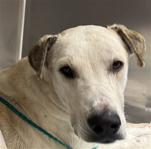 MARVIN, a dog for adoption from Riverside County Animal Control - Coachella Shelter