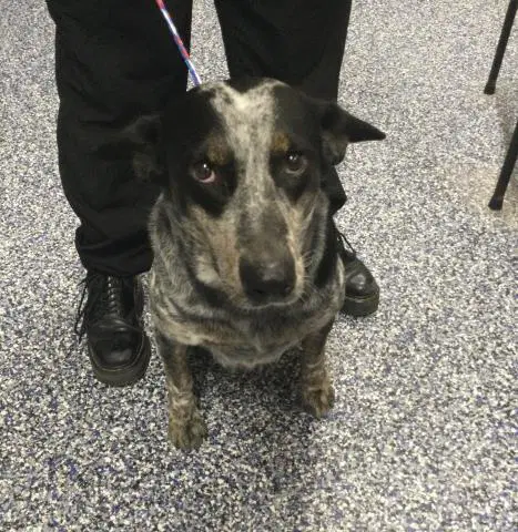 Ladybug - Australian Cattle Dog/Blue Heeler