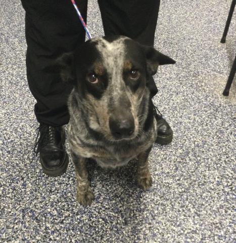 A1939577, a dog for adoption from Riverside County Animal Control - Coachella Shelter
