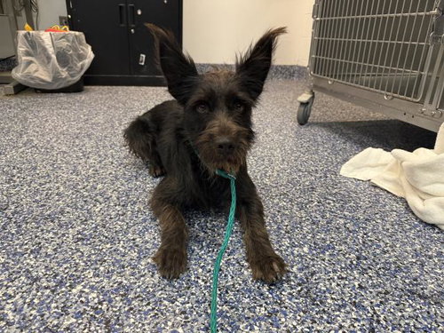 KOBE, a dog for adoption from Riverside County Animal Control - Coachella Shelter