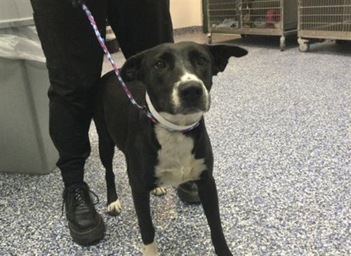A1939625, a dog for adoption from Riverside County Animal Control - Coachella Shelter