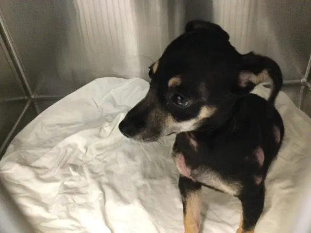 Unknown - Chihuahua