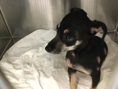 A1939657, a dog for adoption from Riverside County Animal Control - Coachella Shelter