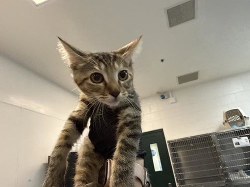 SORREL, a cat for adoption from Riverside County Animal Control - Coachella Shelter
