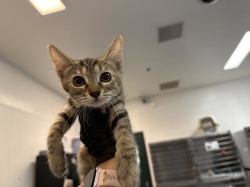 MIZUNA, a cat for adoption from Riverside County Animal Control - Coachella Shelter