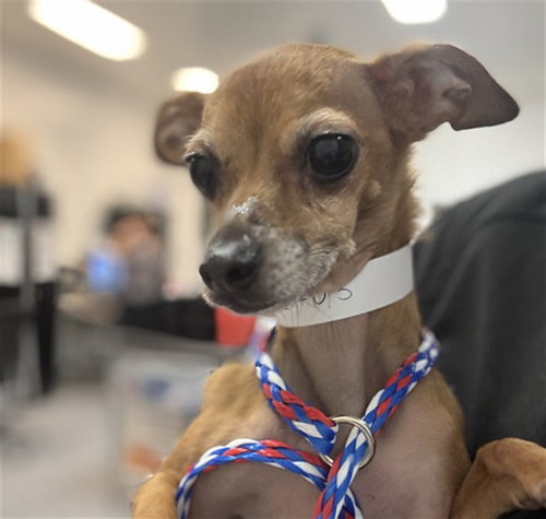 MOCHA, a dog for adoption from Riverside County Animal Control - Coachella Shelter