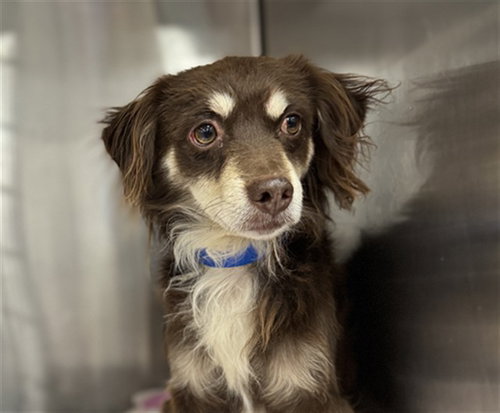 JOJO, a dog for adoption from Riverside County Animal Control - Coachella Shelter