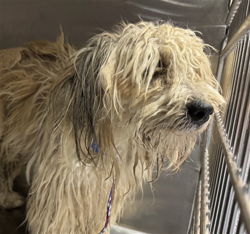 JELLO, a dog for adoption from Riverside County Animal Control - Coachella Shelter