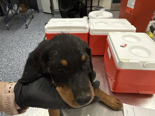 A1939799, a dog for adoption from Riverside County Animal Control - Coachella Shelter