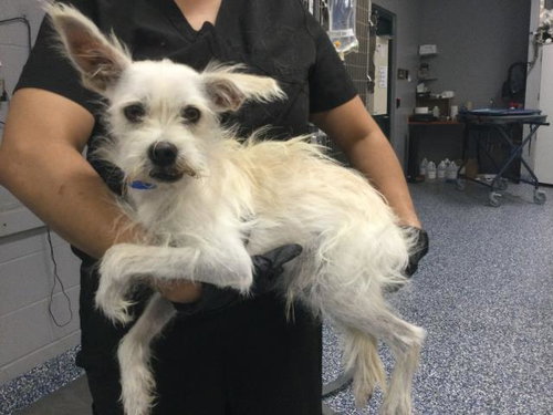 COCONUT, a dog for adoption from Riverside County Animal Control - Coachella Shelter