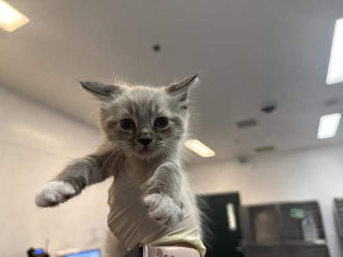 A1940608, a cat for adoption from Riverside County Animal Control - Coachella Shelter
