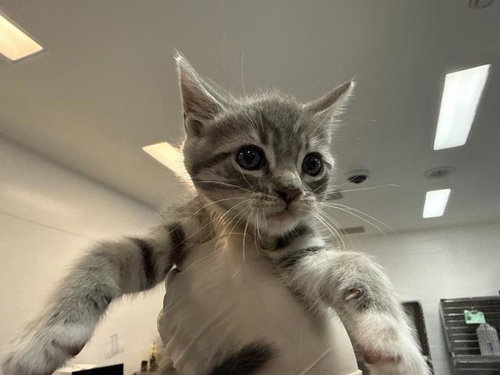 A1940610, a cat for adoption from Riverside County Animal Control - Coachella Shelter