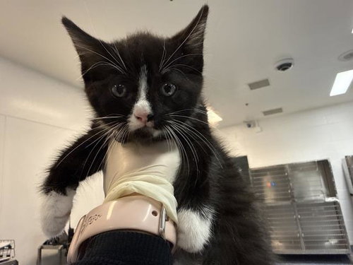 A1940613, a cat for adoption from Riverside County Animal Control - Coachella Shelter