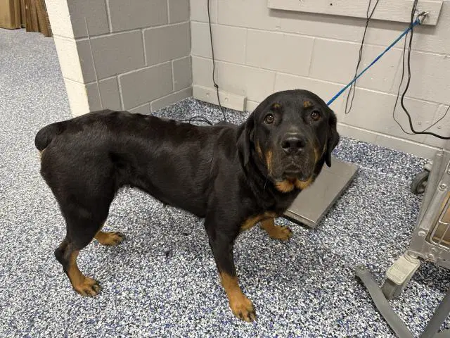 Sally - Rottweiler