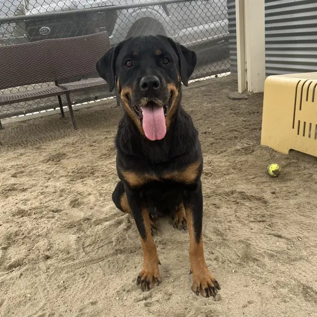 Sally - Rottweiler