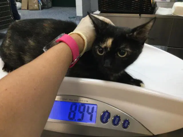 Star - Domestic Short Hair