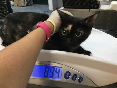 Star, Domestic Short Hair (medium coat)