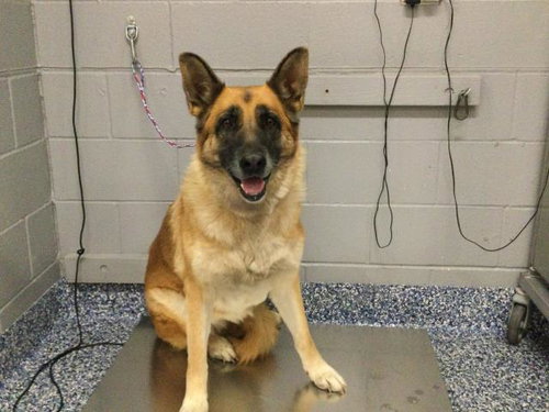 Luna, German Shepherd Dog (long coat)