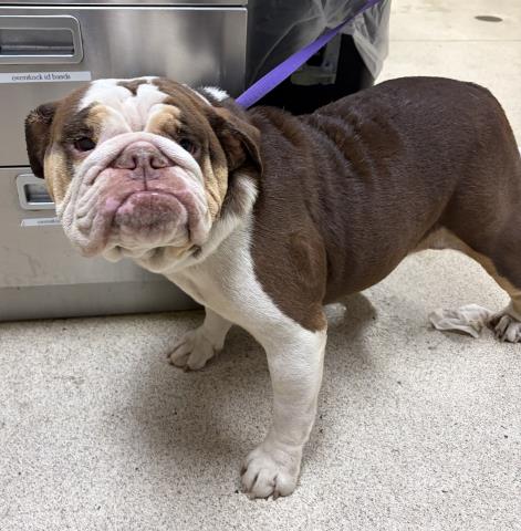Ms Maggie, English Bulldog (medium coat)