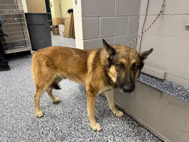 Flinn - German Shepherd Dog