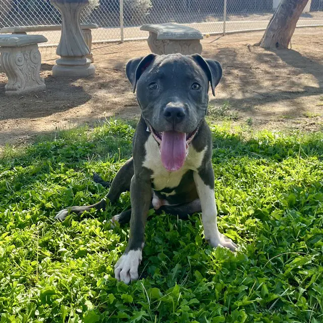 Ace - Pit Bull Terrier
