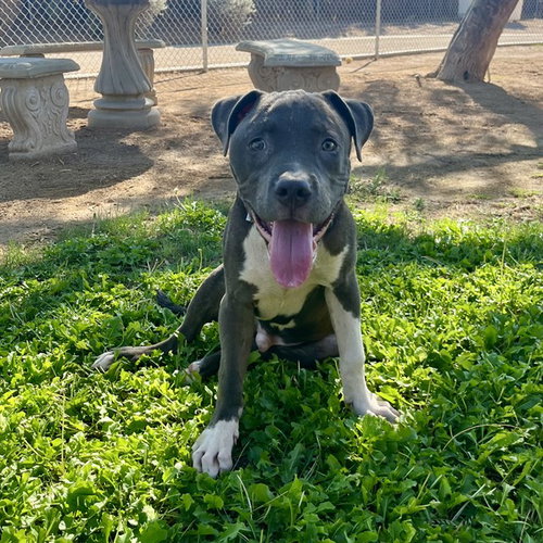 Ace, Pit Bull Terrier (medium coat)