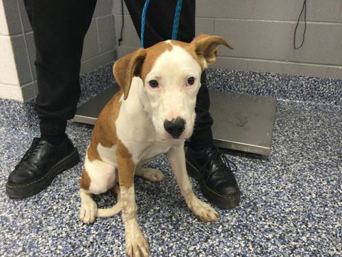 Willow, Pit Bull Terrier / Mixed (medium coat)