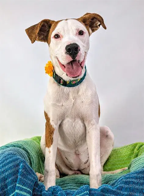 Willow - Pit Bull Terrier