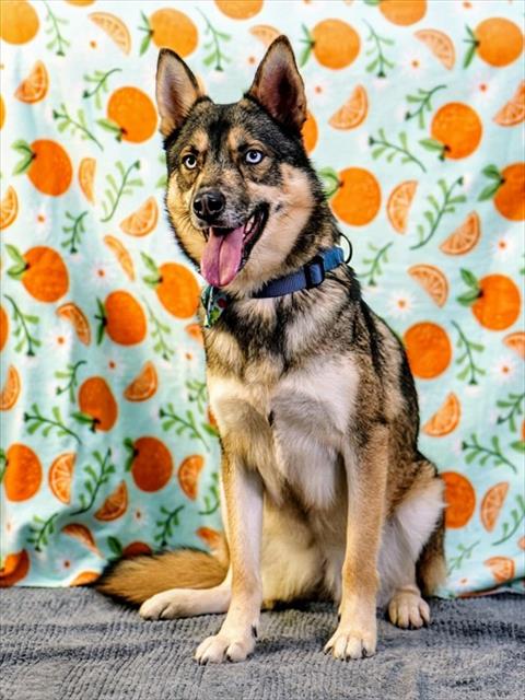 Maxine, Siberian Husky / Mixed (short coat)
