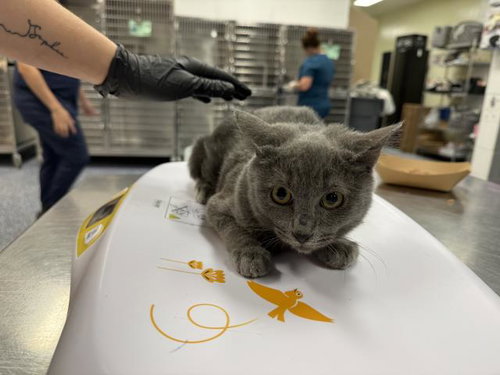 Tansy, Domestic Short Hair (medium coat)