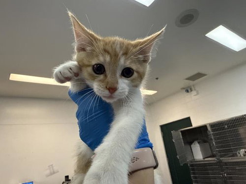 Cheeto, Domestic Short Hair (medium coat)