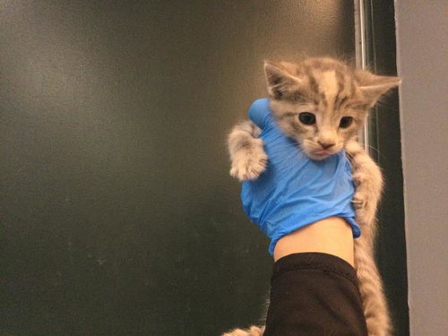 A1940970, a cat for adoption from Riverside County Animal Control - Coachella Shelter
