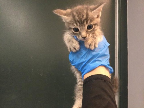A1940973, a cat for adoption from Riverside County Animal Control - Coachella Shelter