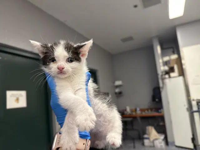 Unknown - Domestic Short Hair