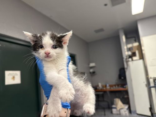 A1941014, a cat for adoption from Riverside County Animal Control - Coachella Shelter