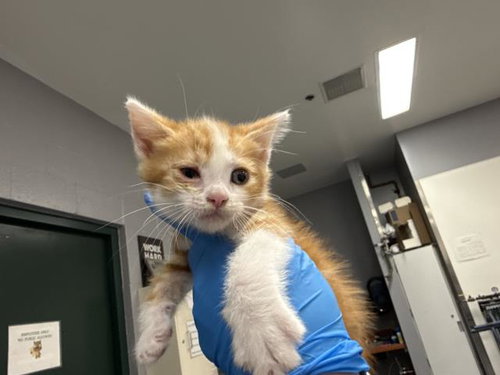 A1941015, a cat for adoption from Riverside County Animal Control - Coachella Shelter