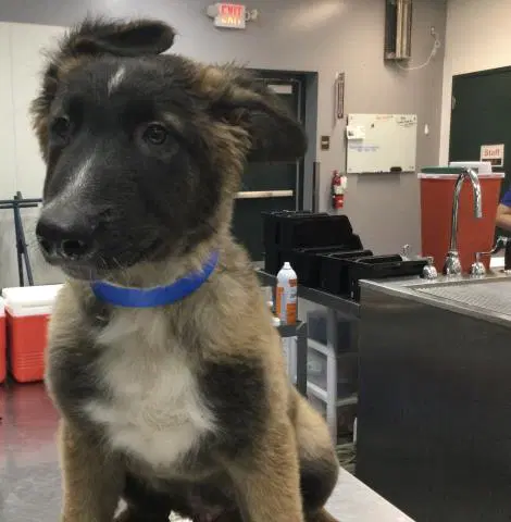 Unknown - Belgian Shepherd Malinois