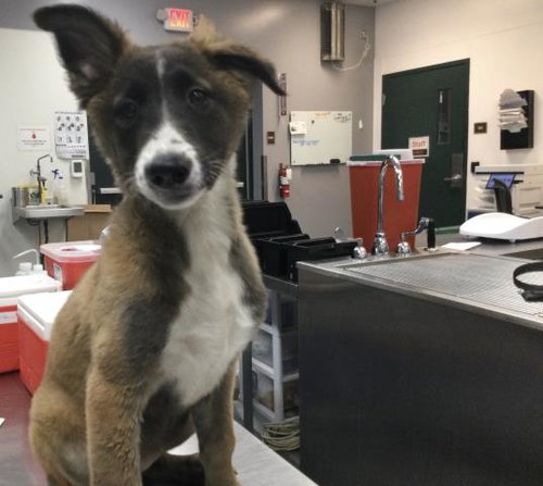 A1941051, a dog for adoption from Riverside County Animal Control - Coachella Shelter