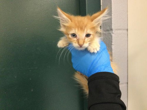 Tonkatsu, Domestic Long Hair (medium coat)