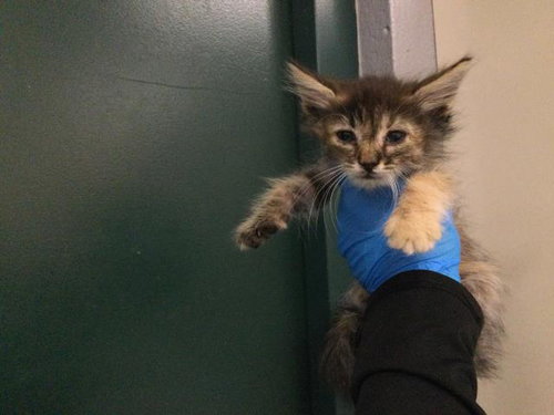 Masubi, Domestic Long Hair (medium coat)