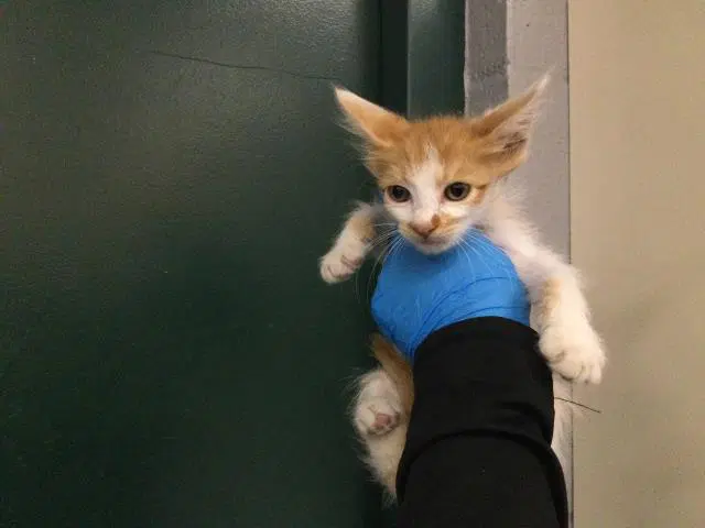 Wasabi - Domestic Short Hair