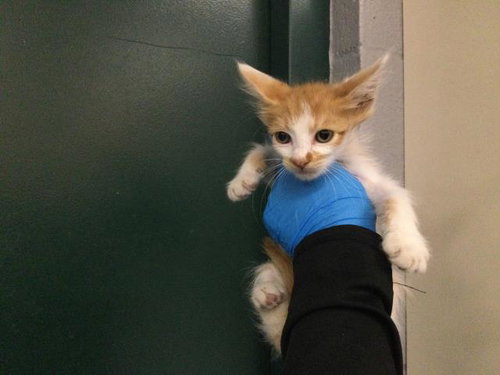 Wasabi, Domestic Short Hair (medium coat)