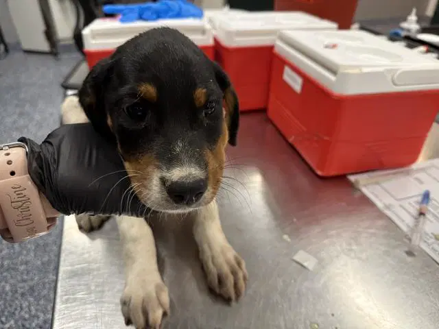 Wrangler - Rottweiler