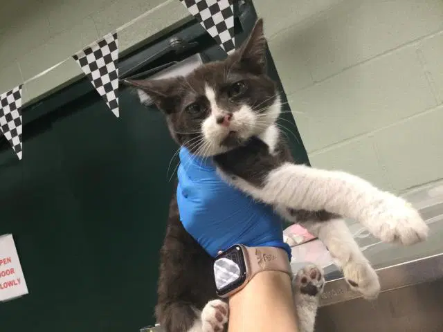 Oddie - Domestic Short Hair