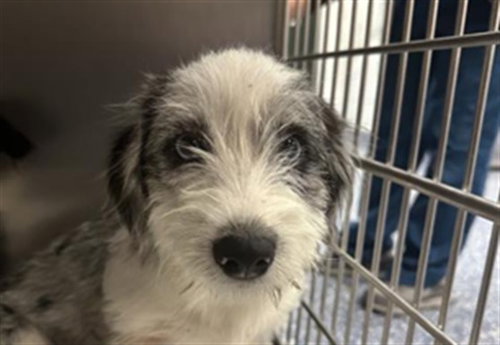 A1941416, a dog for adoption from Riverside County Animal Control - Coachella Shelter