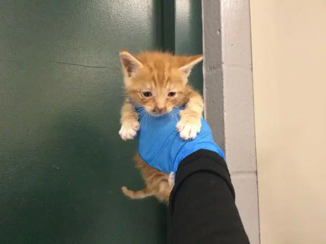 Unknown - Domestic Short Hair