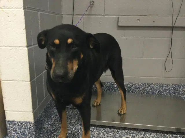 Rocket - Doberman Pinscher