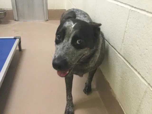 Bandit - Australian Cattle Dog/Blue Heeler