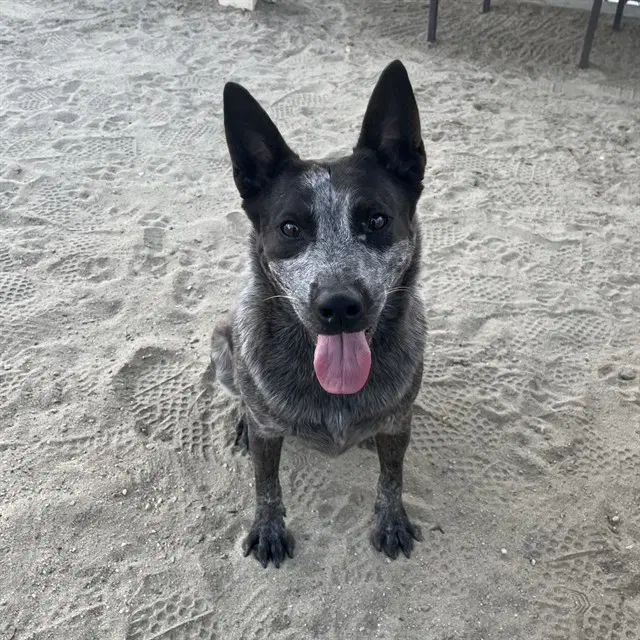 Bandit - Australian Cattle Dog/Blue Heeler