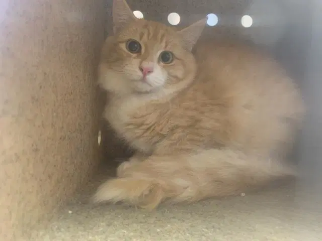 Habanero - Domestic Medium Hair